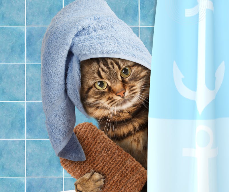 lavé chat produits bain